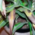 Miért dracaena a levelek száraz végei, más dracaena -betegségek fotókkal és kezelésükkel